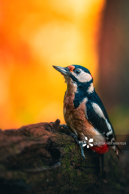蓝喉歌鸲栖息树干特写图片素材