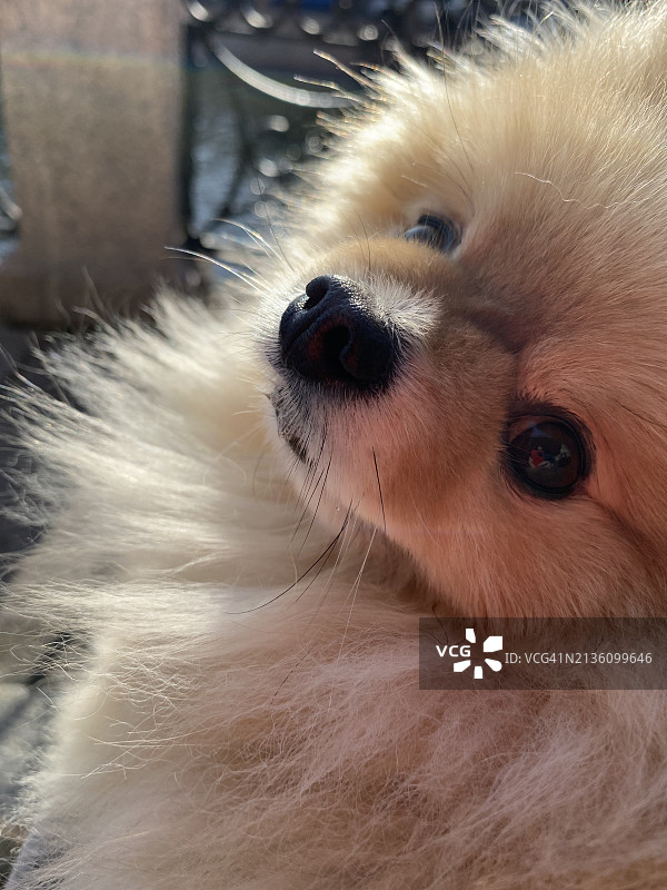 博美犬特写图片素材