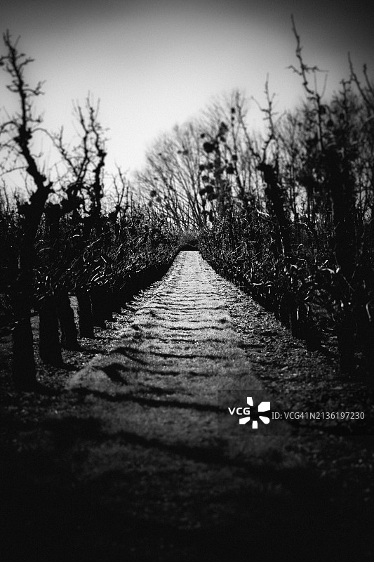 穿过葡萄藤图片素材