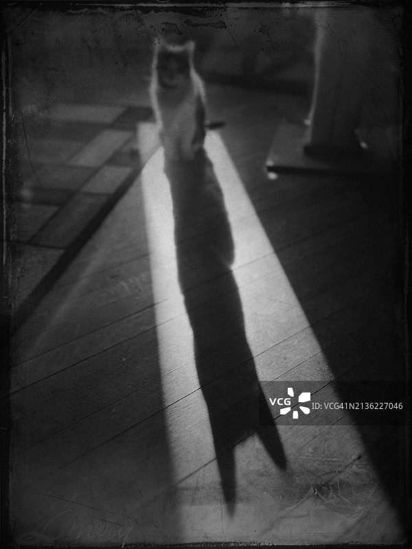猫和影子图片素材