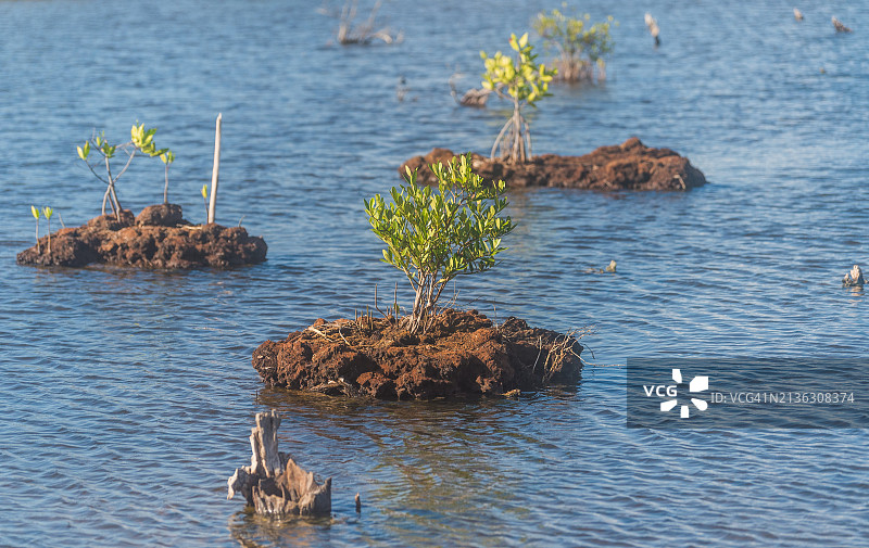 红树林沼泽中生长在小型土壤沉积物上的红树林树苗图片素材