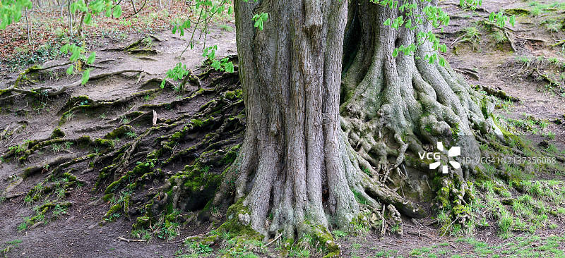 老橡树的树根图片素材