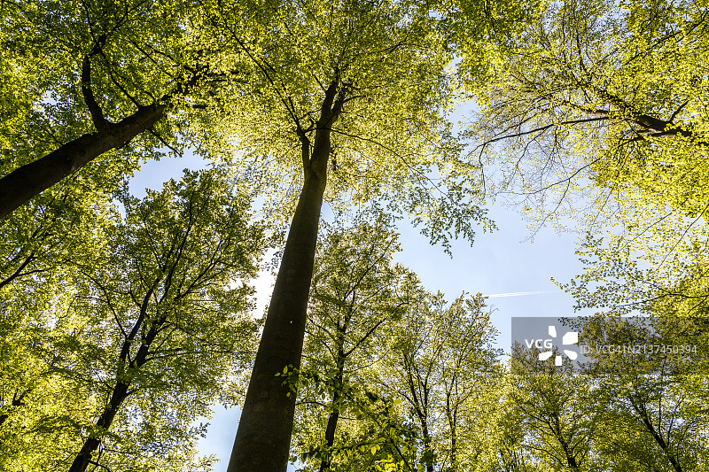 春天山毛榉树的树冠图片素材