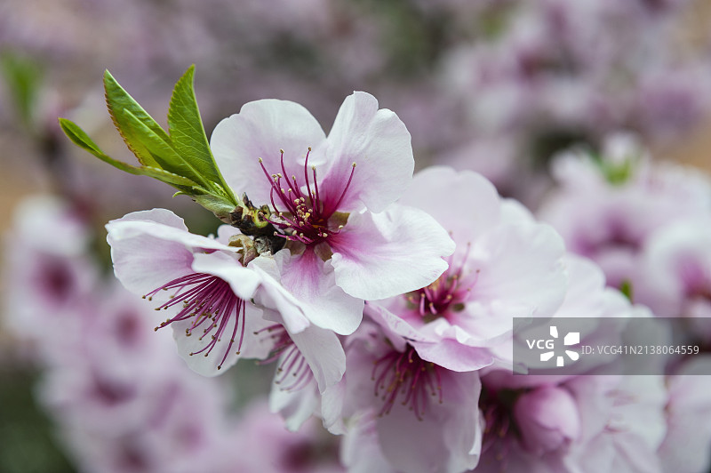 杏花图片素材