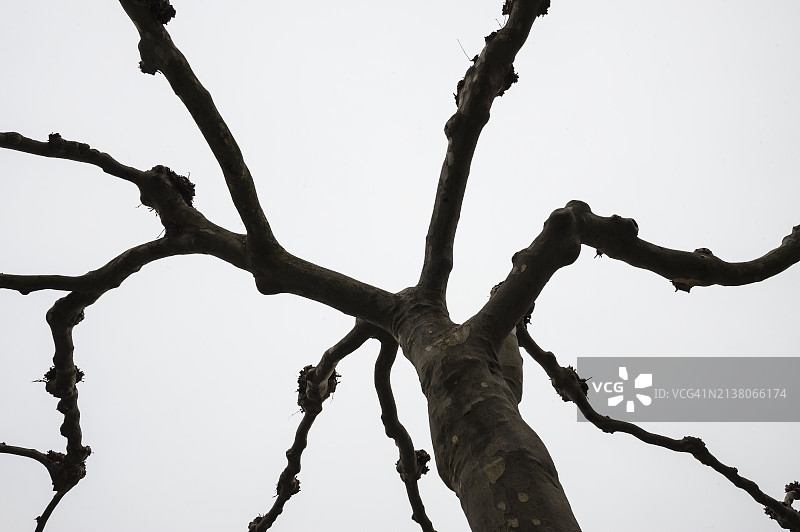 抽象的树木生长图片素材