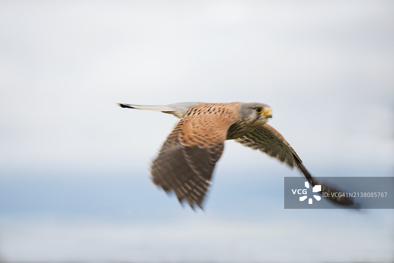 普通的红隼图片素材