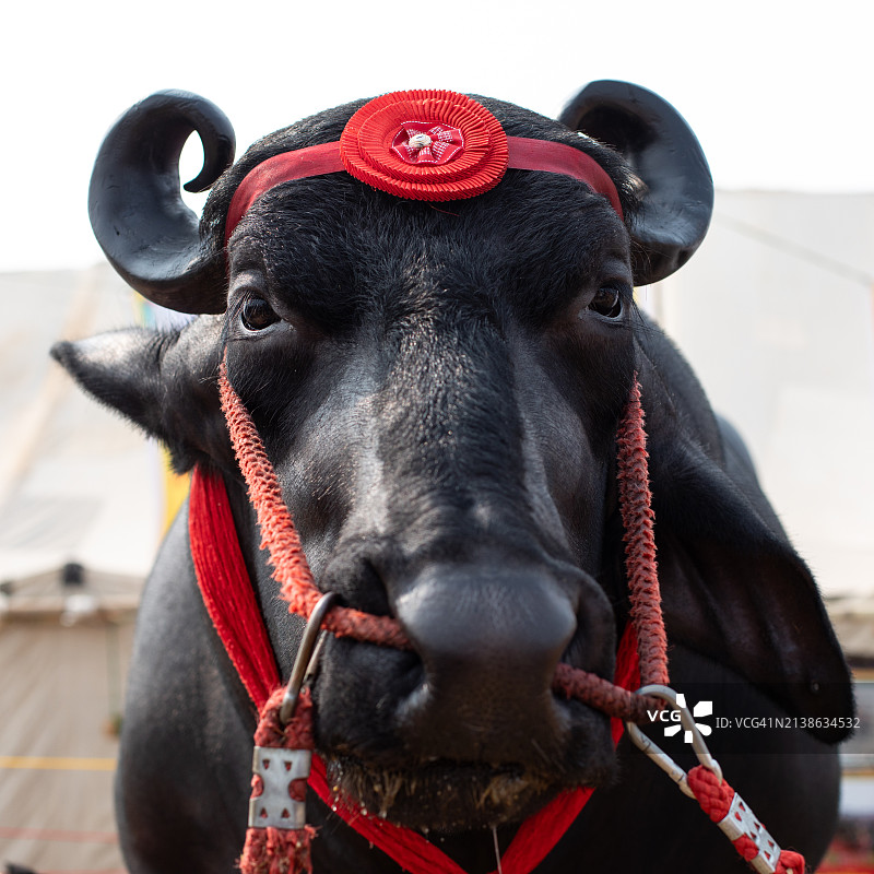 普什卡动物节摄影图片素材
