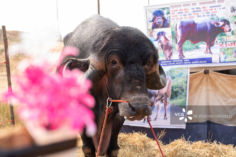 普什卡集市动物影像图片素材