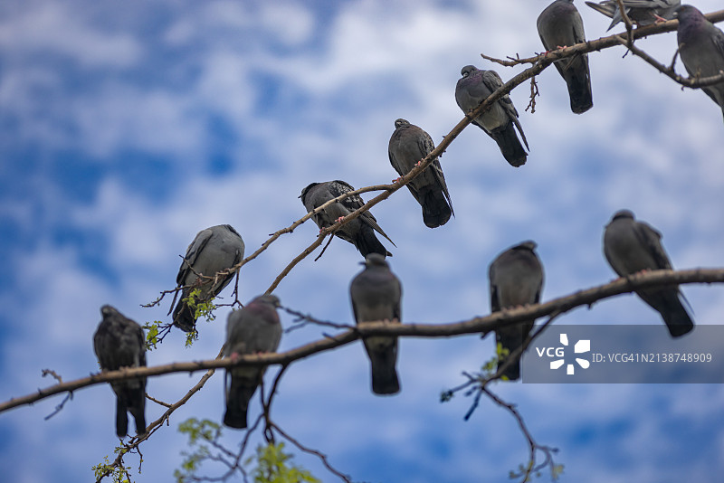 一群鸽子站在树上图片素材