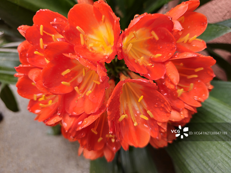 君子兰图片素材