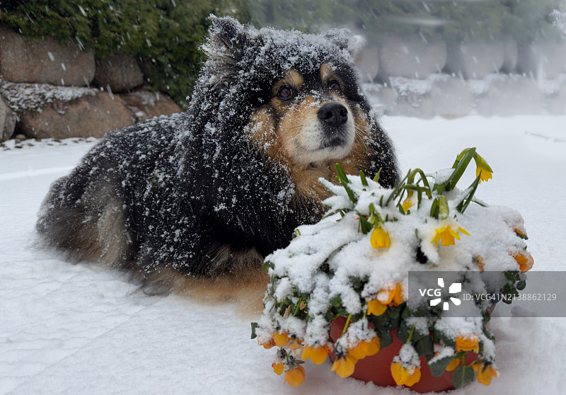 小狗示意冬天回来了图片素材