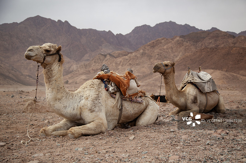 埃及沙漠中的骆驼图片素材
