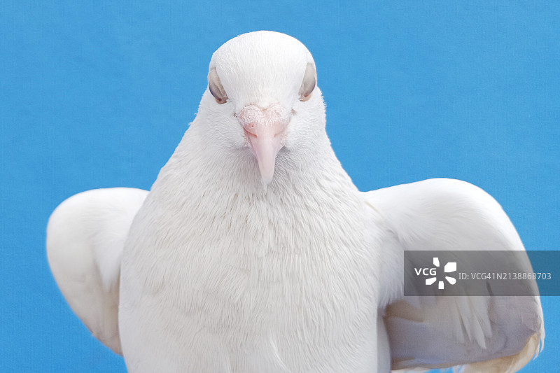 在蓝色背景上睡觉的白鸽图片素材