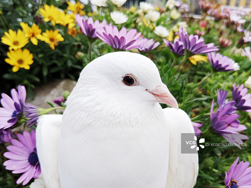 花园里与鲜花在一起的白色鸽子图片素材