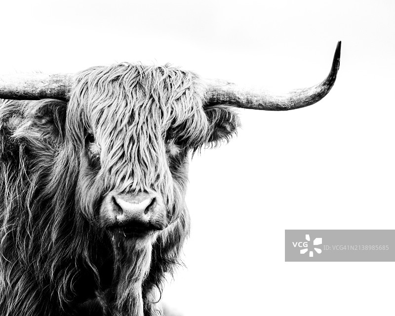 高地奶牛图片素材