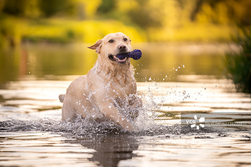 拉布拉多寻回犬在水中嬉戏图片素材