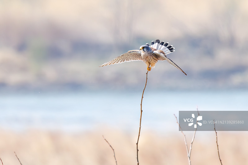 红隼捕食树枝（日本群马县利根川河床，2024年3月24日）图片素材