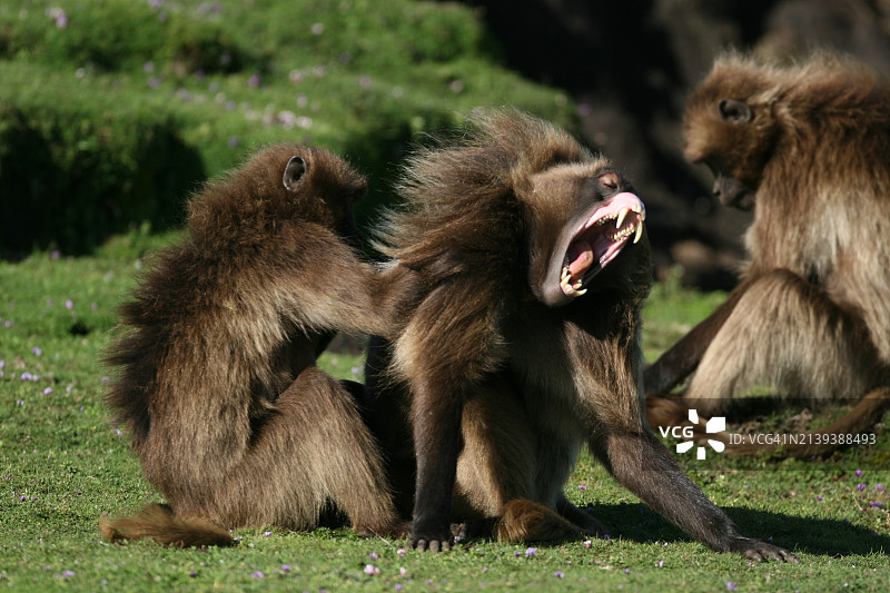 狮尾狒的抓挠和犬齿展示图片素材