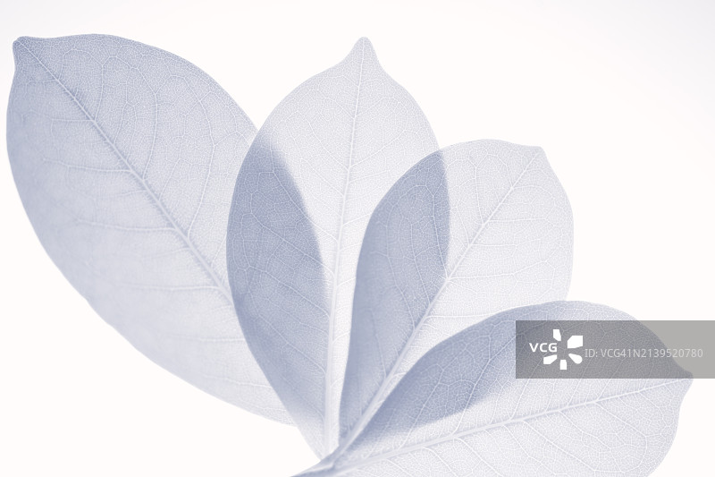 蓝色四叶草白色背景上的部分重叠图片素材