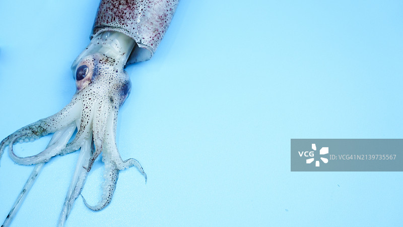 蓝色背景边缘的巨型鱿鱼头部图片素材