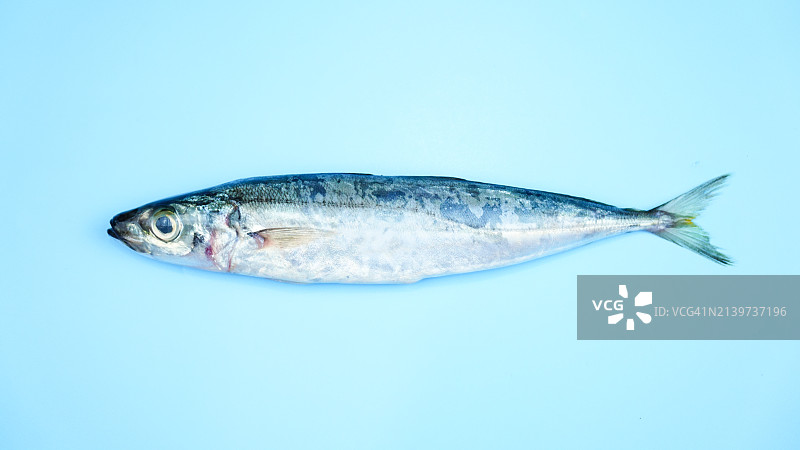 扁平风格蓝色背景沙丁鱼图片素材