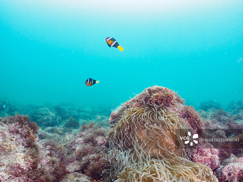 日本静冈县伊东市川奈港的海葵丛中守护卵的两条黄尾小丑鱼图片素材