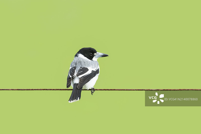 灰色伯劳鸟图片素材