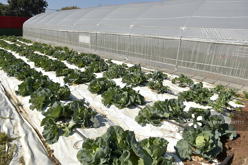 食物花园图片素材