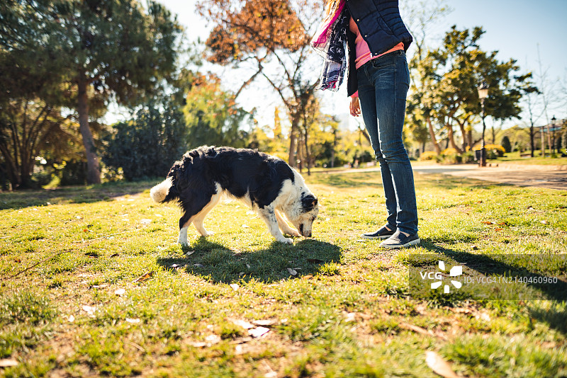 公园里的训狗员图片素材