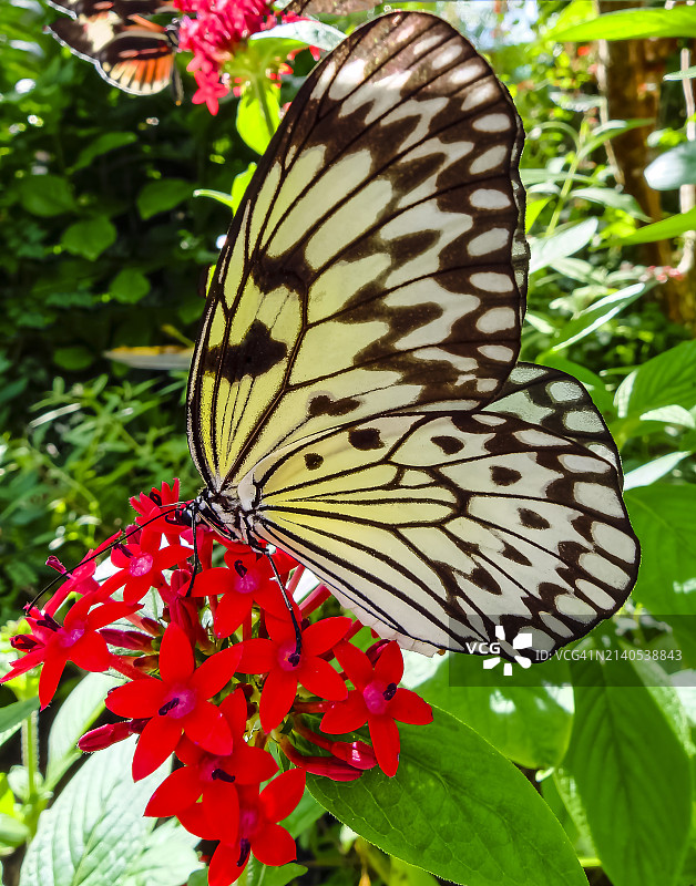 大白斑蝶图片素材