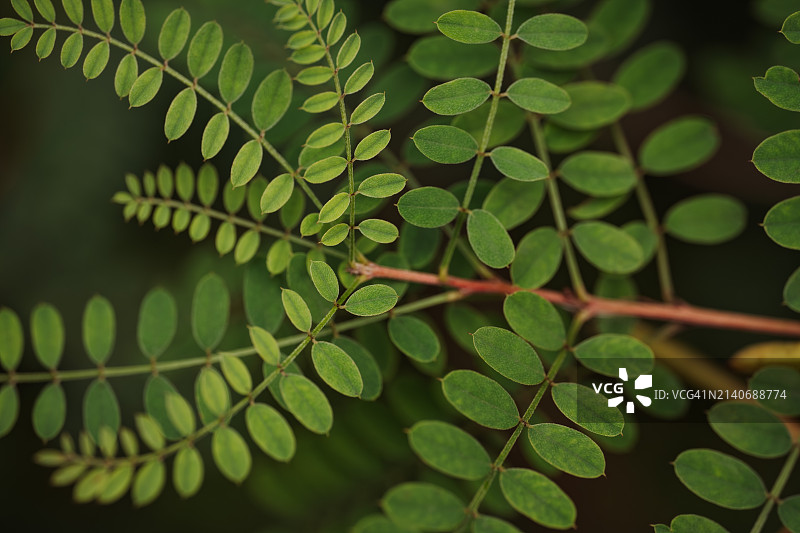 异叶木蓝喜马拉雅靛蓝绿色植物背景图片素材