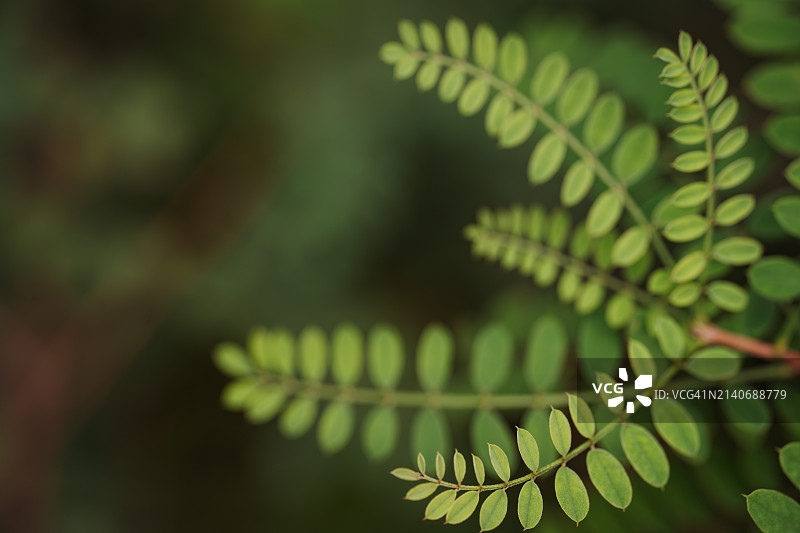 异叶木蓝喜马拉雅靛蓝绿色植物背景图片素材