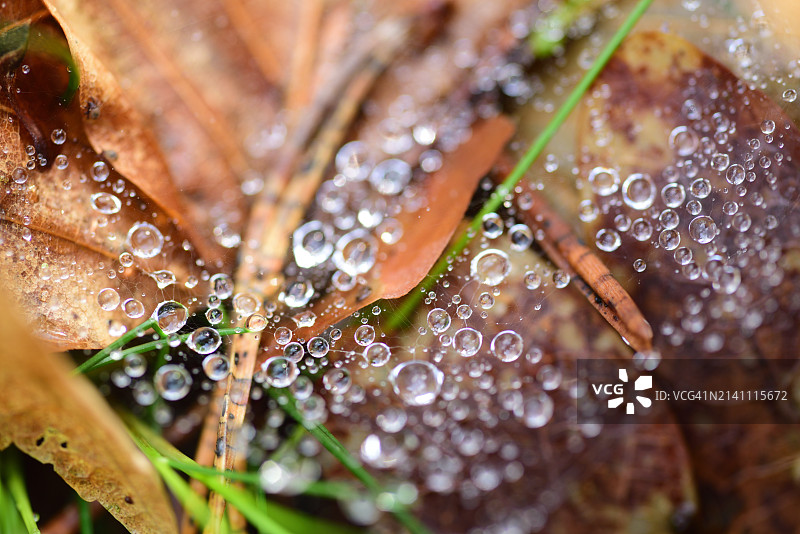蜘蛛网上的水滴图片素材