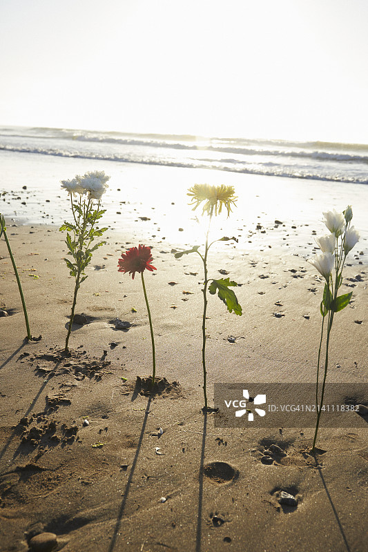 海上花3图片素材