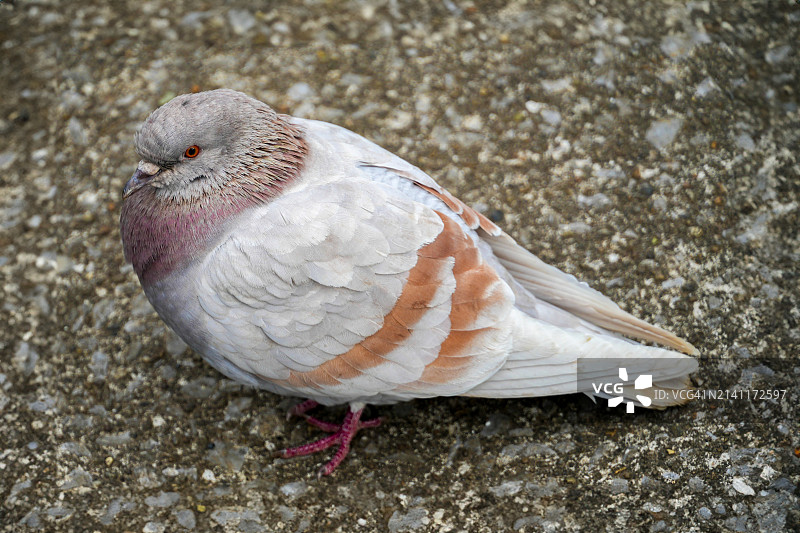 栖息在路面上的鸽子特写图片素材