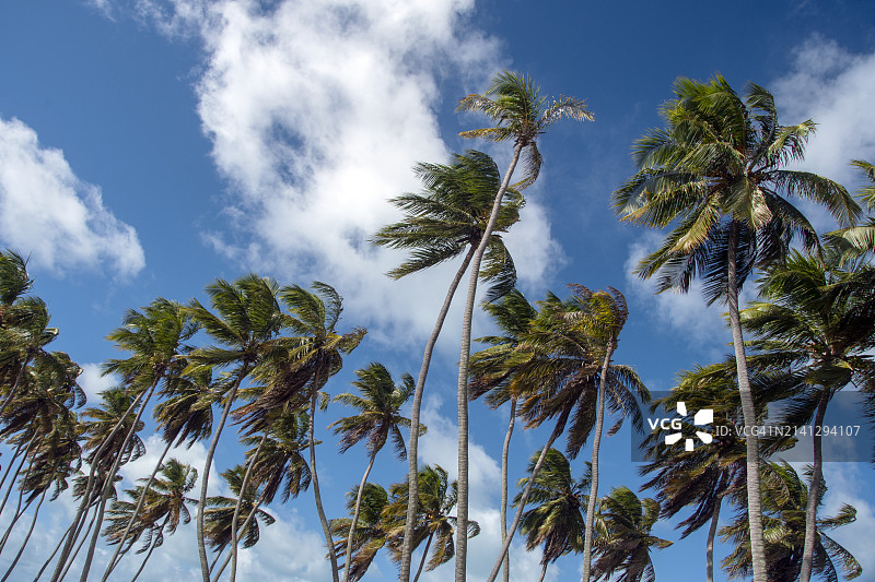 椰子树：巴西北里奥格兰德州宗比海滩图片素材