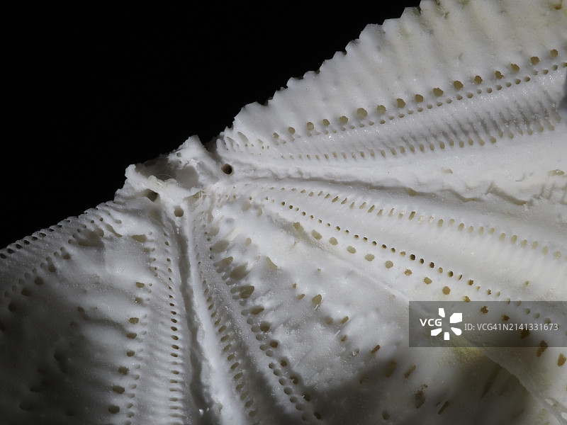 破碎海胆壳的精致细节图片素材