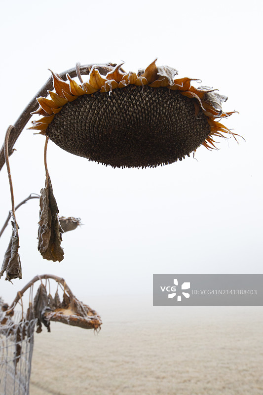 霜冻后的向日葵图片素材