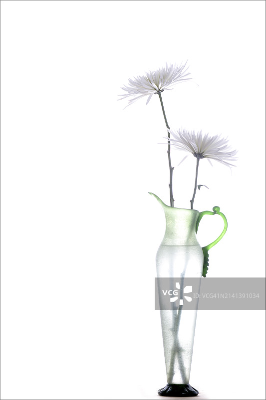 紫菀花静物图片素材