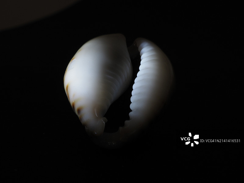 美丽的贝壳曲线图片素材