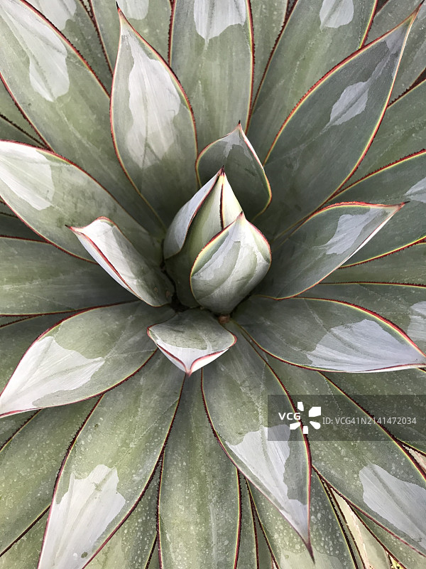 龙舌兰图片素材