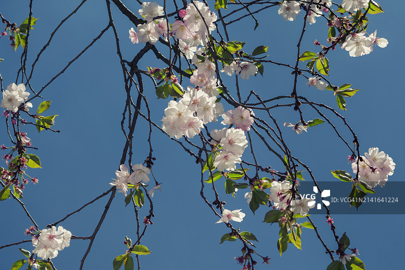 盛开的树木图片素材