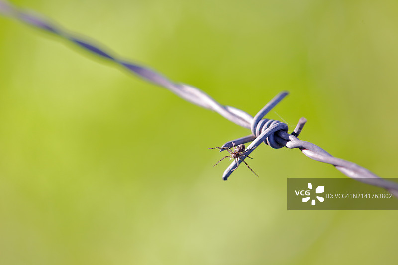 带刺铁丝网特写，西班牙图片素材