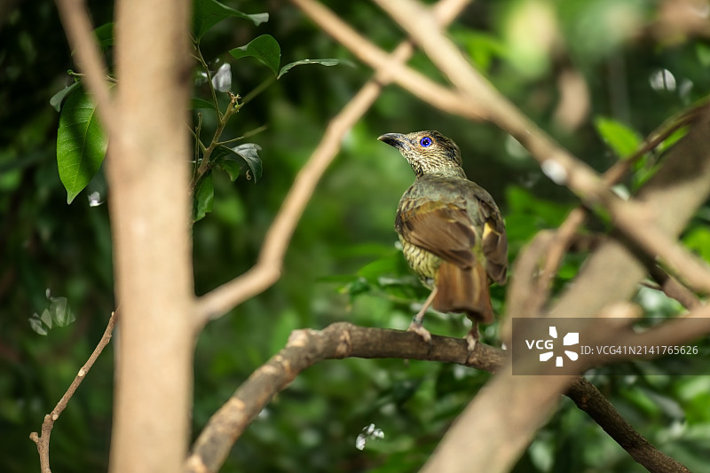 澳大利亚鸣禽栖息树枝仰视景观图片素材