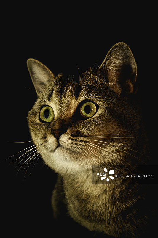 黑色背景下猫咪的特写图片素材