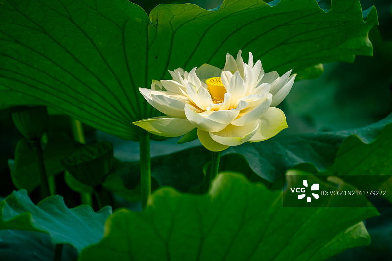 中国，白色荷花睡莲特写图片素材