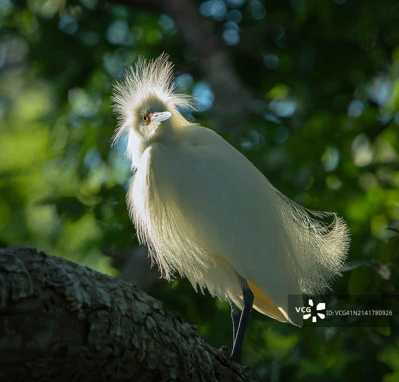 栖息在树上的白鹭特写，美国德克萨斯州达拉斯图片素材
