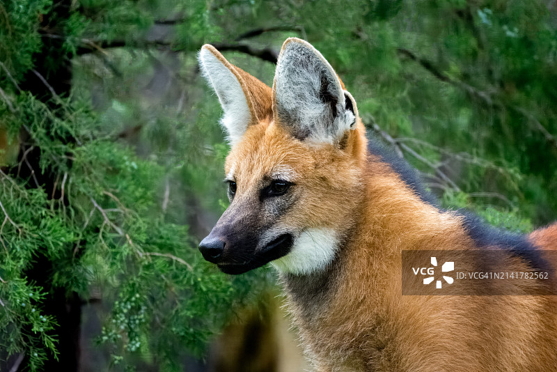 狐狸的特写，威奇托，堪萨斯州，美国图片素材