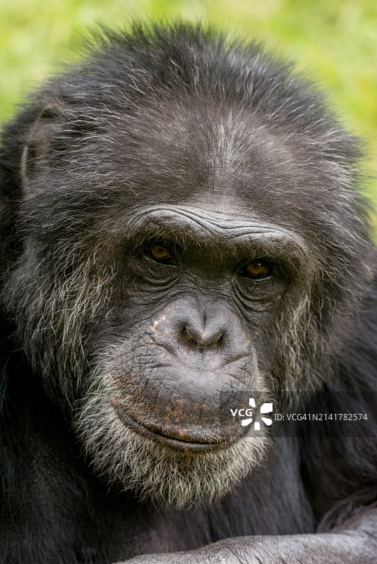 美国堪萨斯州威奇塔大猩猩肖像特写图片素材