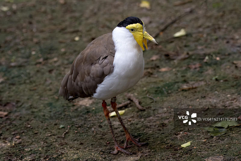 栖息在田野上的鸣禽特写，威奇托，堪萨斯州，美国图片素材